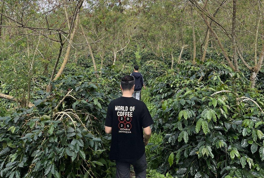 Agroforestry
